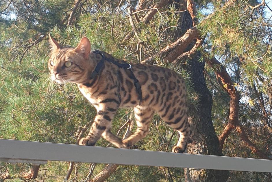 Avviso scomparsa Gatto Femmina , 1 anni Longirod Svizzera Avviso scomparsa Gatto Femmina , 1 anni Longirod Svizzera