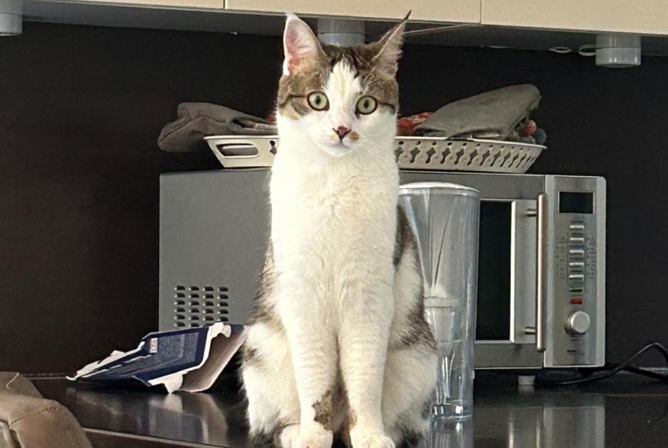 Verdwijningsalarm Kat Vrouwtje , 2 jaar Collonge-Bellerive Zwitserland